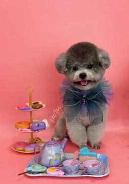 This is a special transformation space for pets, Pet Idol. - 4