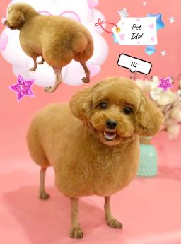 This is a special transformation space for pets, Pet Idol. - 0
