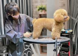 Comprehensive pet care, where your beloved pet shines - 0