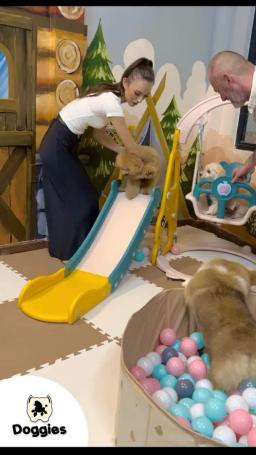Comprehensive pet care, where your beloved pet shines - 3