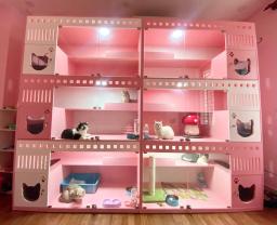 This is a special transformation space for pets, Pet Idol. - 6
